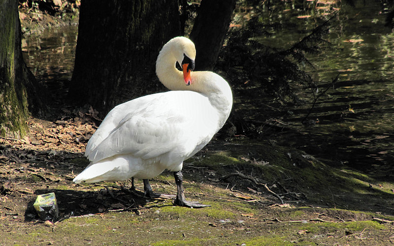 Cigni al parco